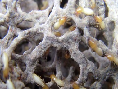 南海灭杀白蚁站：冬天白蚁很少危害的原因