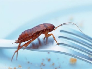 盐步害虫防控中心居家环境，预防蟑螂需下好“先手棋”