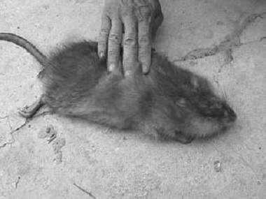 狮山专业灭鼠公司用什么方法灭治老鼠最有效