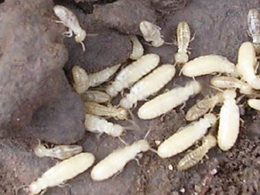 桂城白蚁防治中心常见且有效的白蚁灭治方法