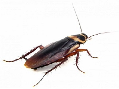 罗村病媒生物防控所发现有蟑螂喷杀虫剂管用吗？
