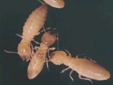 黄岐白蚁防治机构查看家里是不是有白蚁的方法