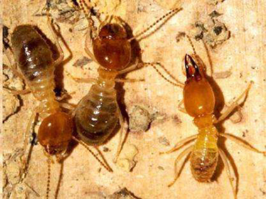 里水专业治蚂蚁机构：蚂蚁都有哪些生活习性