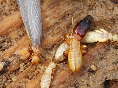 南海白蚁备案公司白蚁防治方法，如何杀灭白蚁