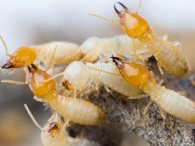 官窑白蚁备案公司白蚁的特征、类属及生活习性