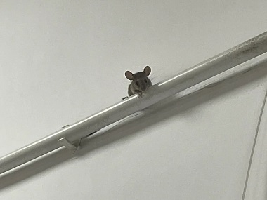 南海除四害公司卧室和书房灭鼠怎样布置捕鼠笼