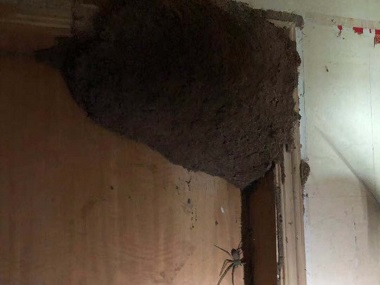 大沥白蚁验收公司该如何灭治房屋建筑中的白蚁