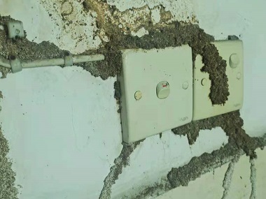 黄岐验收白蚁公司白蚁防治的相关误区有哪些