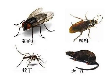 大沥四害消杀机构蟑螂、老鼠、蚊蝇的高频出没点